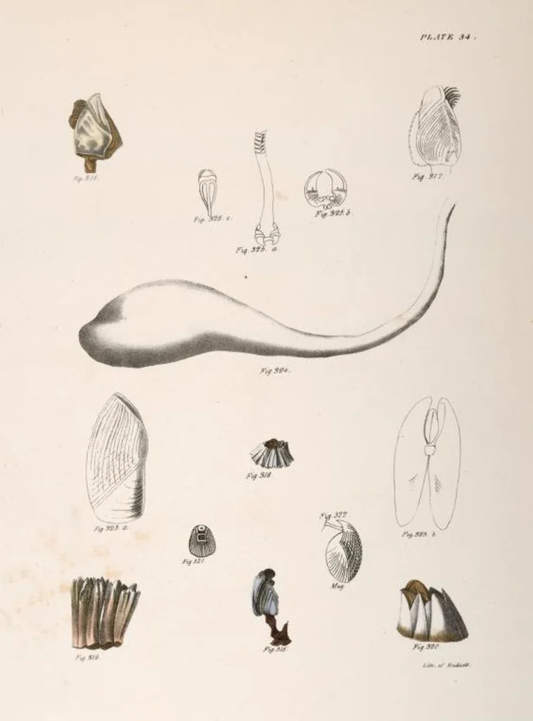 An illustration from Zoology of New York; or, The New York fauna [Series: Natural history of New York], 1842, leaf 315