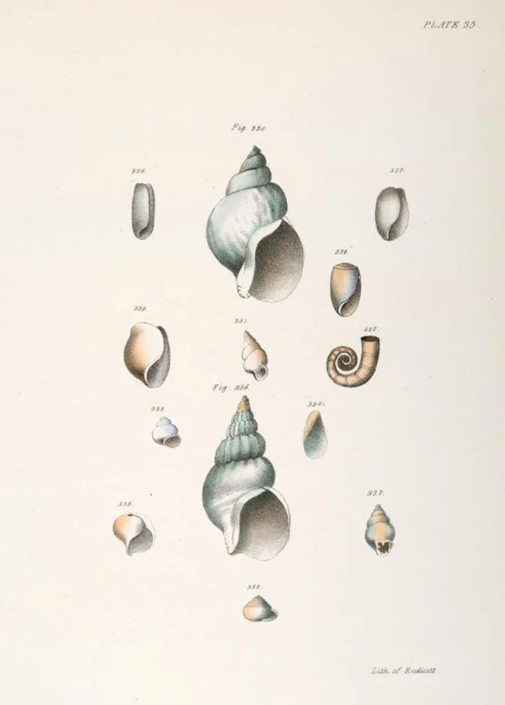 An illustration from Zoology of New York; or, The New York fauna [Series: Natural history of New York], 1842, leaf 316