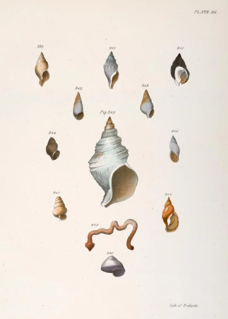 An illustration from Zoology of New York; or, The New York fauna [Series: Natural history of New York], 1842, leaf 317
