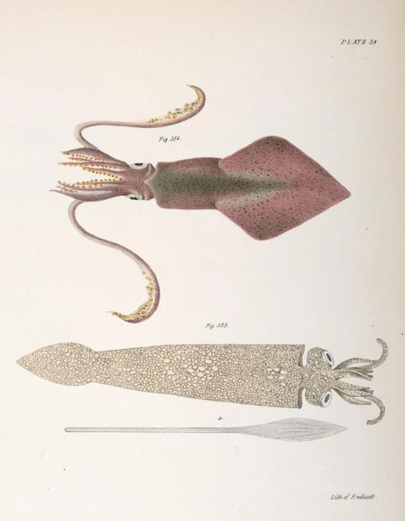 An illustration from Zoology of New York; or, The New York fauna [Series: Natural history of New York], 1842, leaf 319