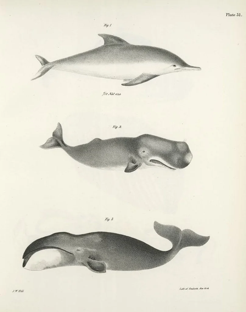 An illustration from Zoology of New York; or, The New York fauna [Series: Natural history of New York], 1842, leaf 32