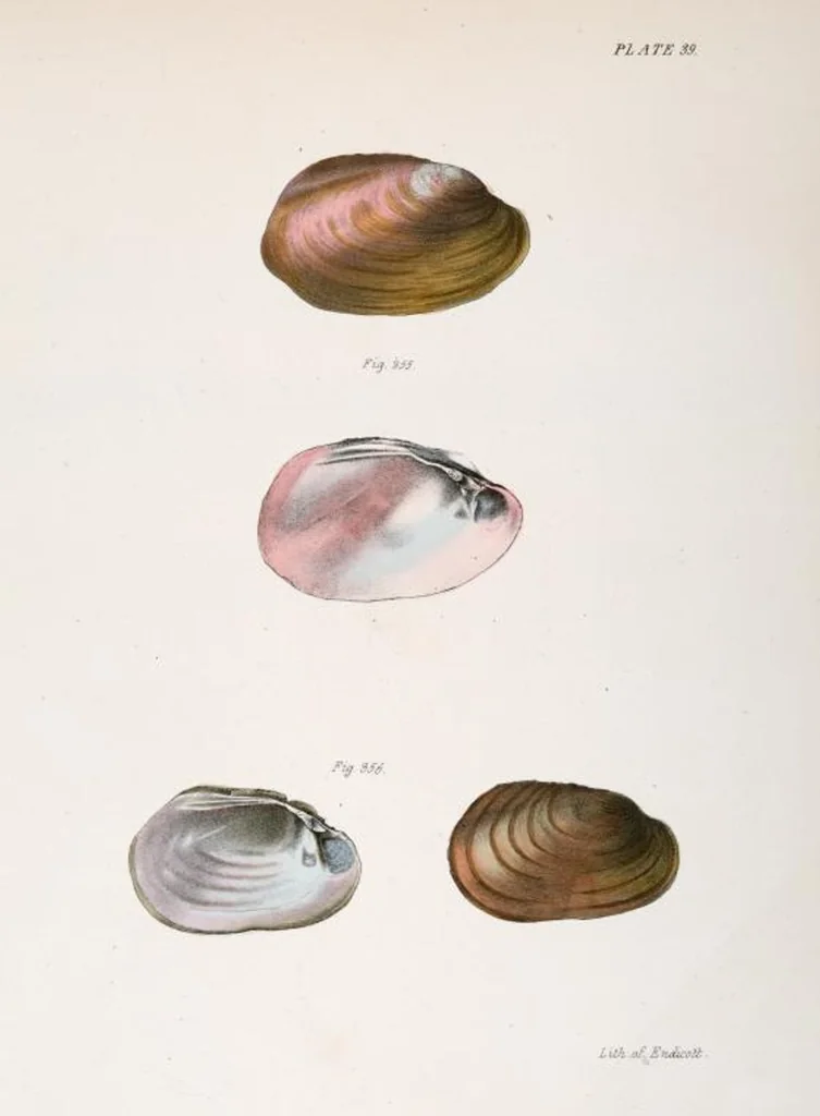 An illustration from Zoology of New York; or, The New York fauna [Series: Natural history of New York], 1842, leaf 320