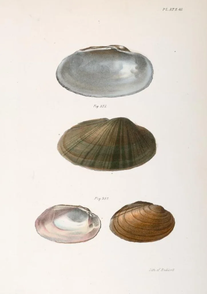 An illustration from Zoology of New York; or, The New York fauna [Series: Natural history of New York], 1842, leaf 321