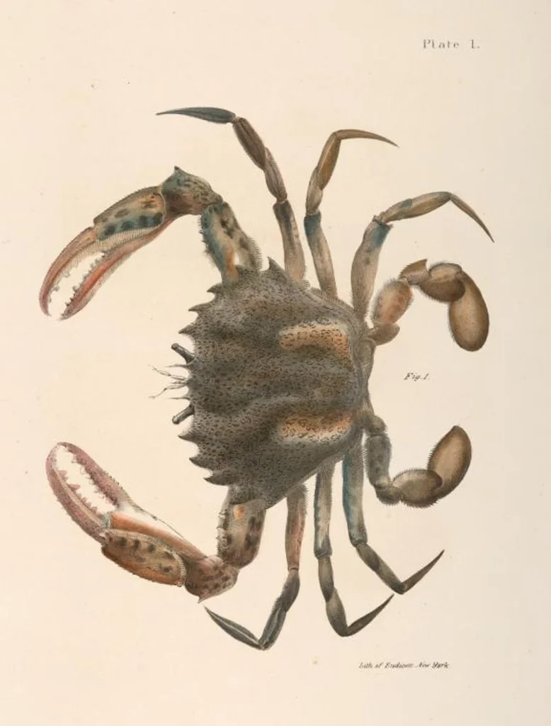 An illustration from Zoology of New York; or, The New York fauna [Series: Natural history of New York], 1842, leaf 324