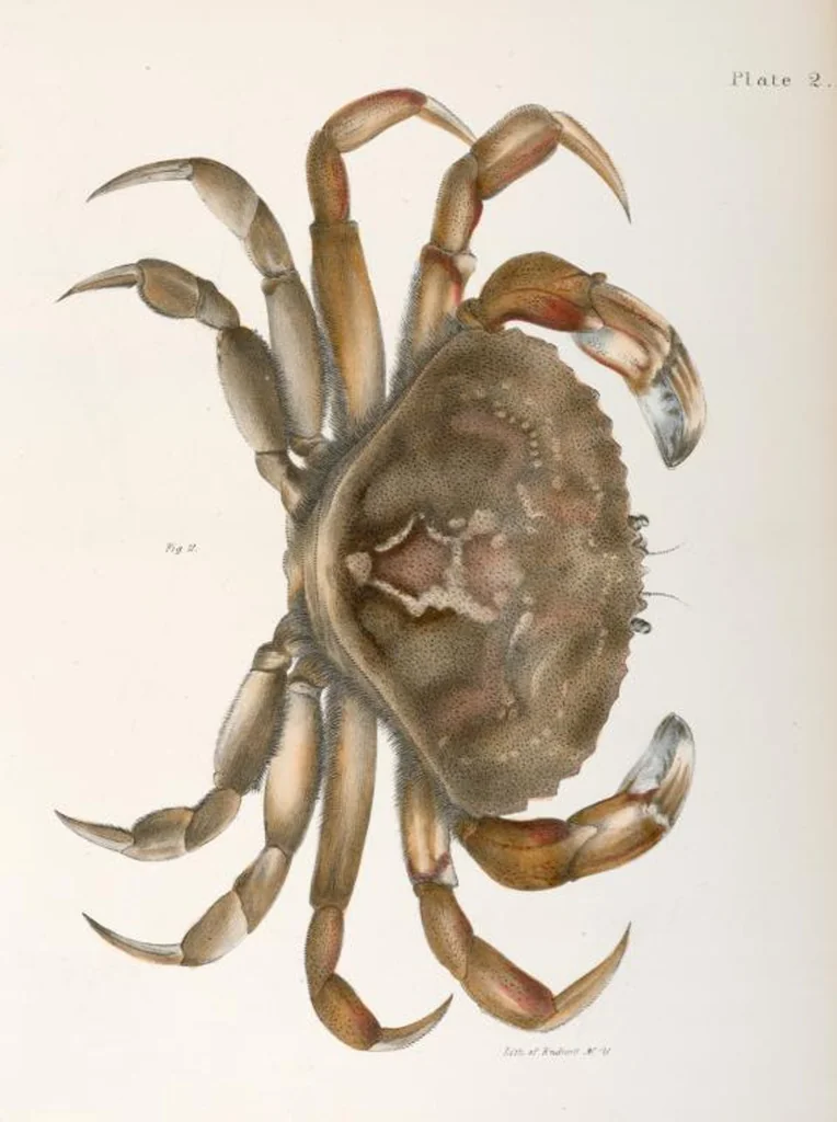 An illustration from Zoology of New York; or, The New York fauna [Series: Natural history of New York], 1842, leaf 325