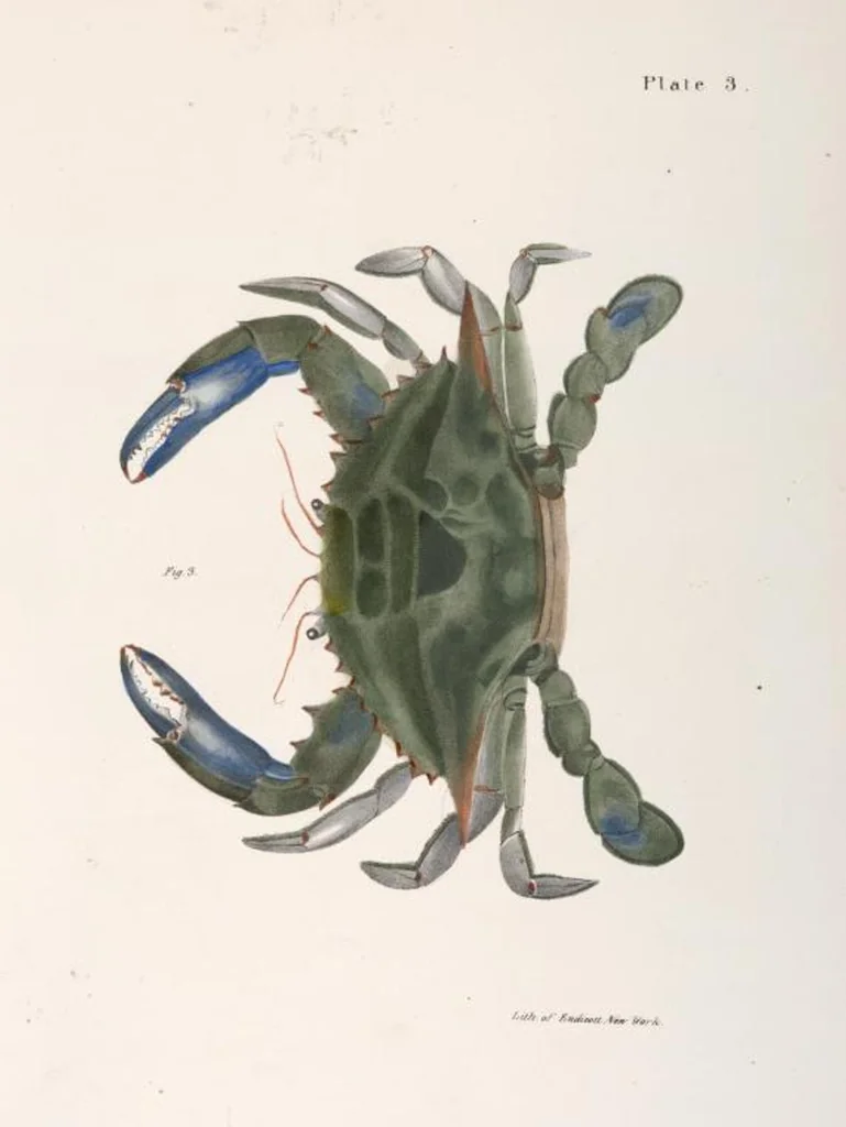 An illustration from Zoology of New York; or, The New York fauna [Series: Natural history of New York], 1842, leaf 326