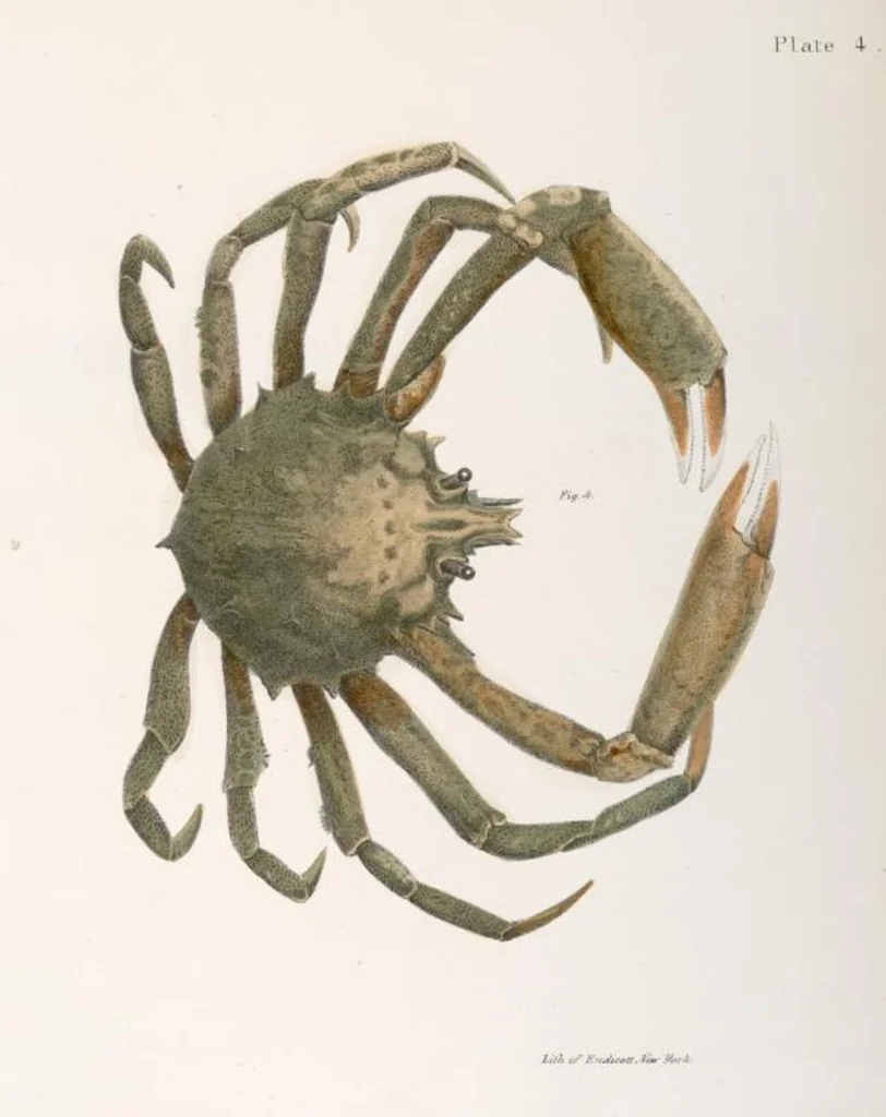 An illustration from Zoology of New York; or, The New York fauna [Series: Natural history of New York], 1842, leaf 327
