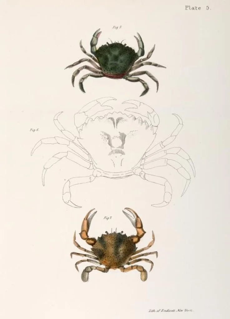 An illustration from Zoology of New York; or, The New York fauna [Series: Natural history of New York], 1842, leaf 328