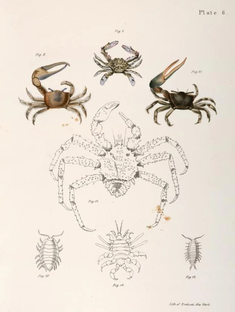 An illustration from Zoology of New York; or, The New York fauna [Series: Natural history of New York], 1842, leaf 329