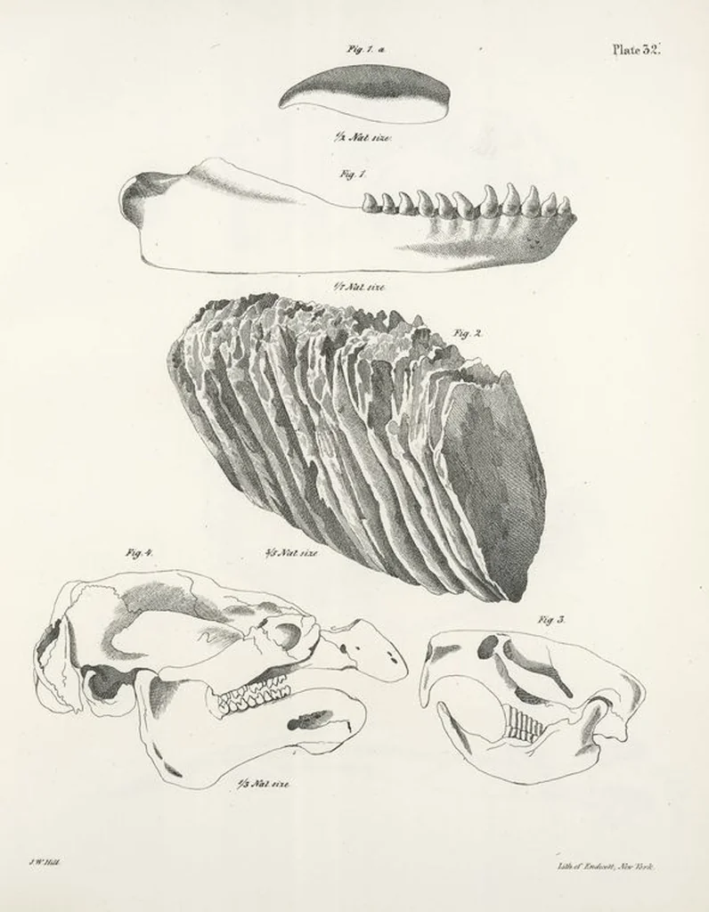 An illustration from Zoology of New York; or, The New York fauna [Series: Natural history of New York], 1842, leaf 33