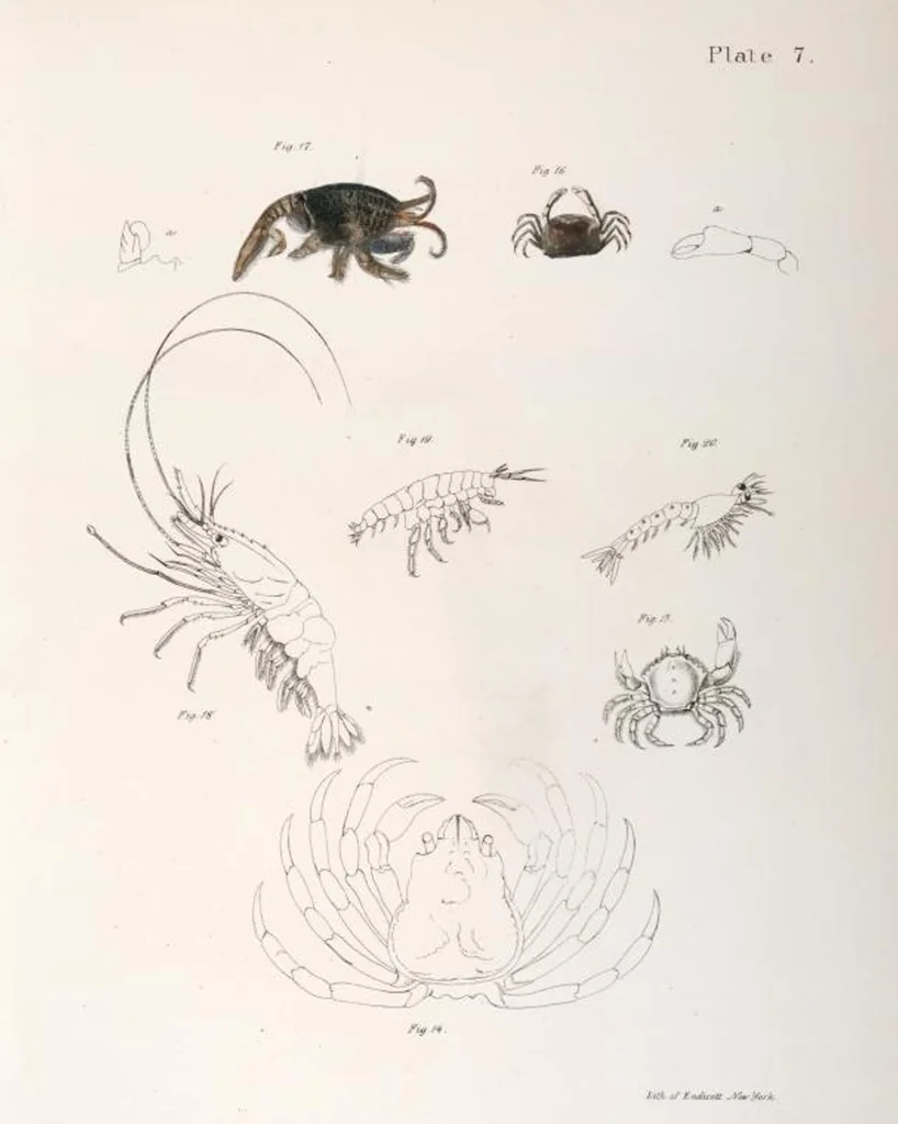 An illustration from Zoology of New York; or, The New York fauna [Series: Natural history of New York], 1842, leaf 330