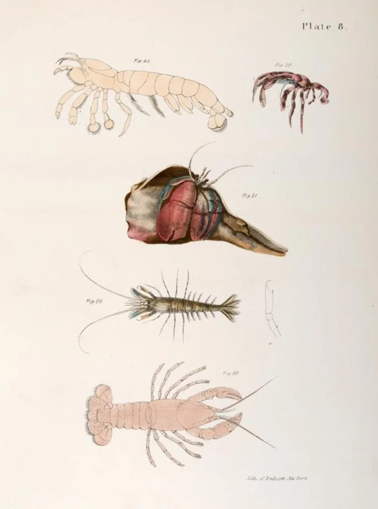 An illustration from Zoology of New York; or, The New York fauna [Series: Natural history of New York], 1842, leaf 331