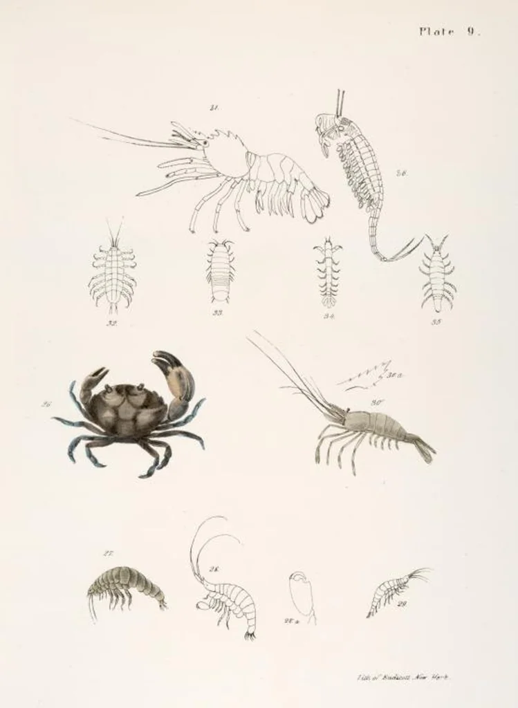 An illustration from Zoology of New York; or, The New York fauna [Series: Natural history of New York], 1842, leaf 332