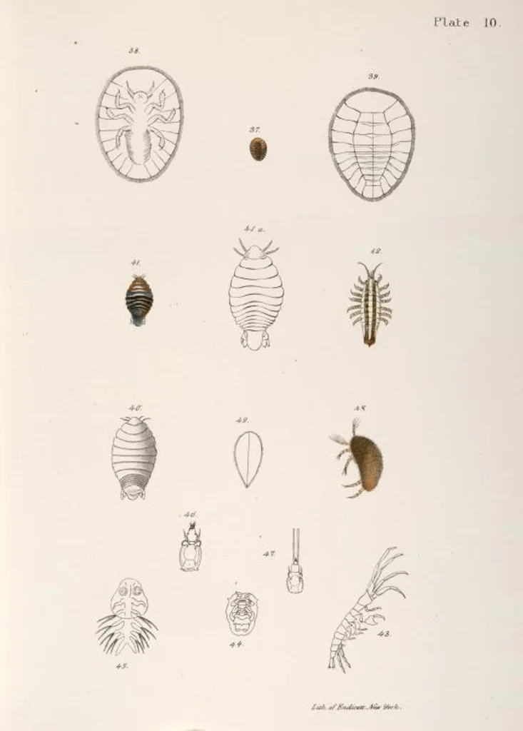 An illustration from Zoology of New York; or, The New York fauna [Series: Natural history of New York], 1842, leaf 333
