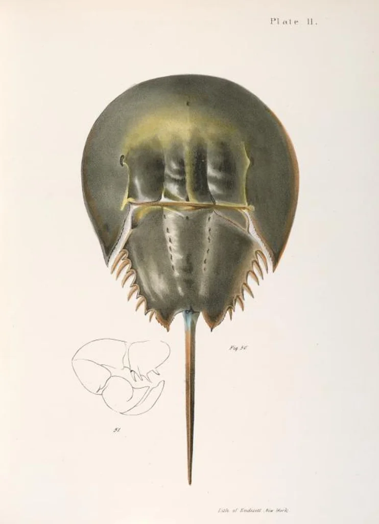 An illustration from Zoology of New York; or, The New York fauna [Series: Natural history of New York], 1842, leaf 334