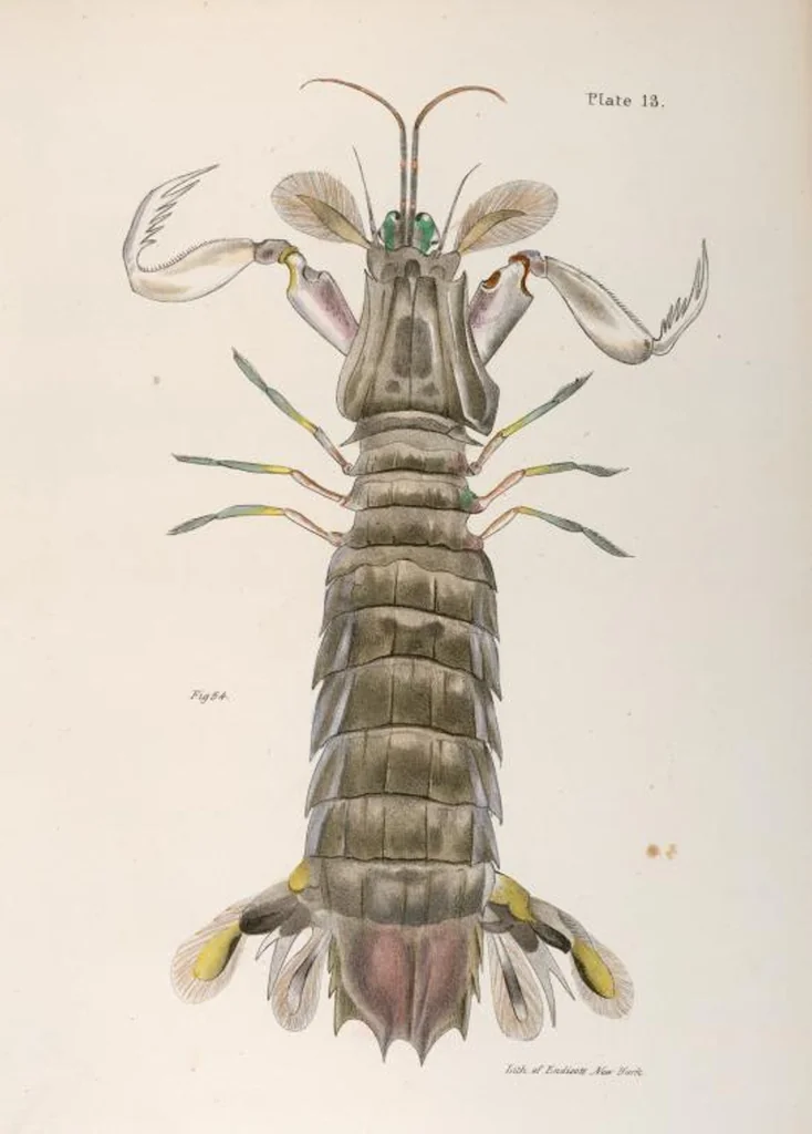 An illustration from Zoology of New York; or, The New York fauna [Series: Natural history of New York], 1842, leaf 336