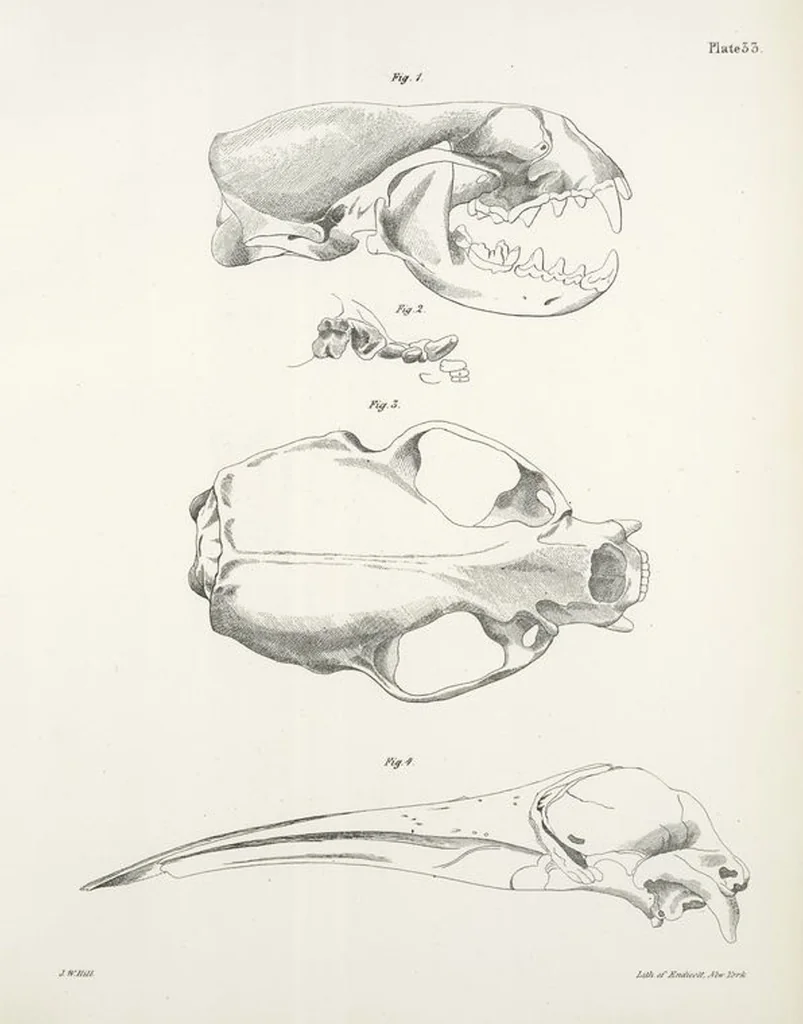 An illustration from Zoology of New York; or, The New York fauna [Series: Natural history of New York], 1842, leaf 34