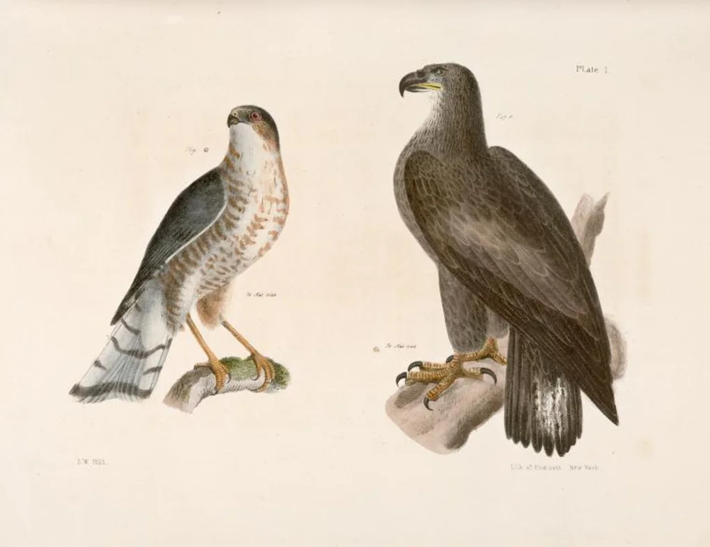 An illustration from Zoology of New York; or, The New York fauna [Series: Natural history of New York], 1842, leaf 36