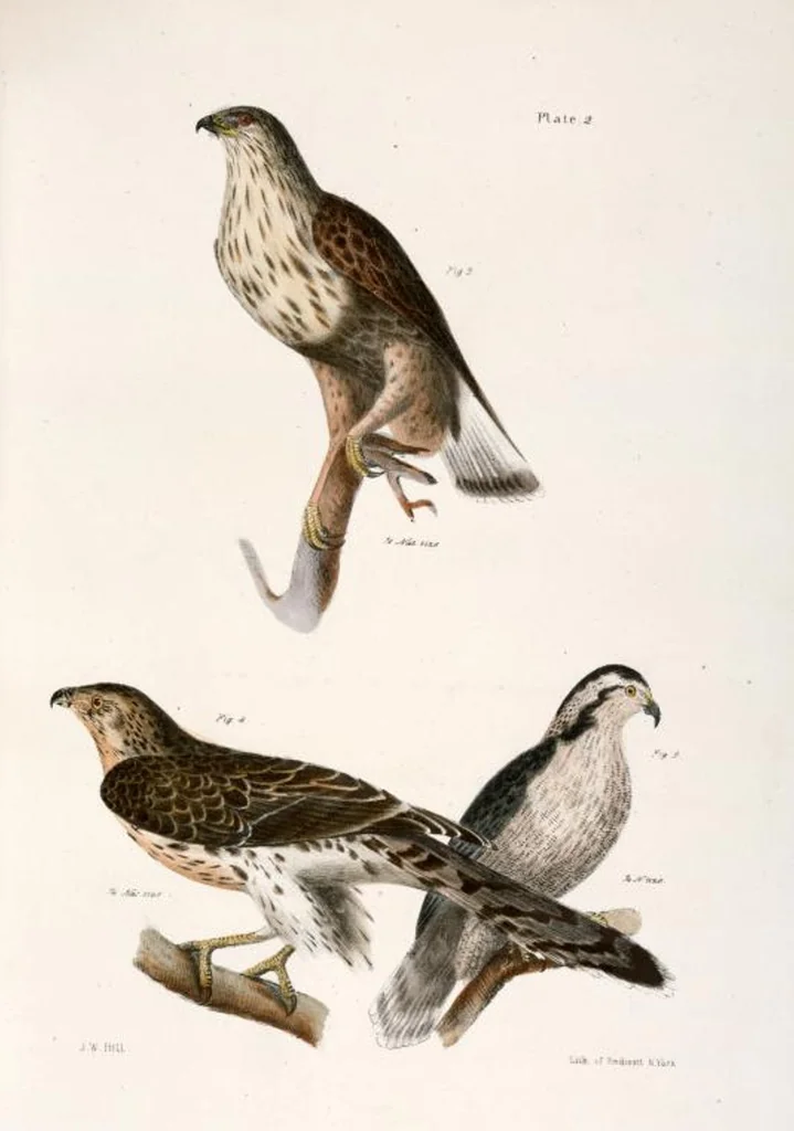 An illustration from Zoology of New York; or, The New York fauna [Series: Natural history of New York], 1842, leaf 37