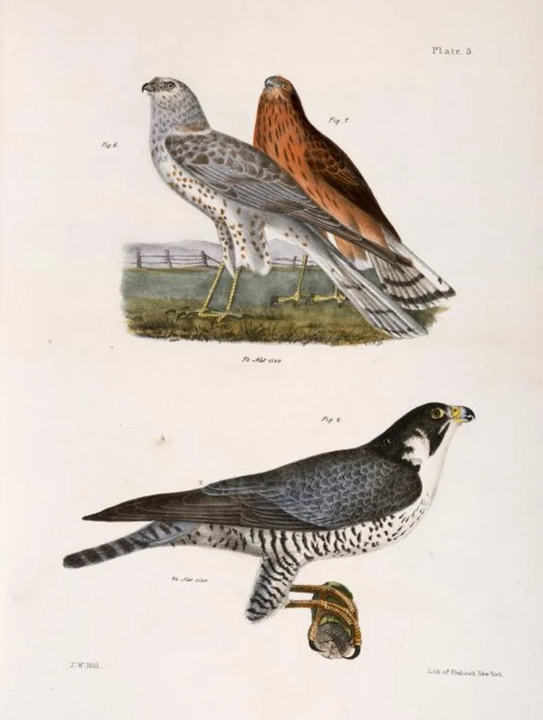 An illustration from Zoology of New York; or, The New York fauna [Series: Natural history of New York], 1842, leaf 38