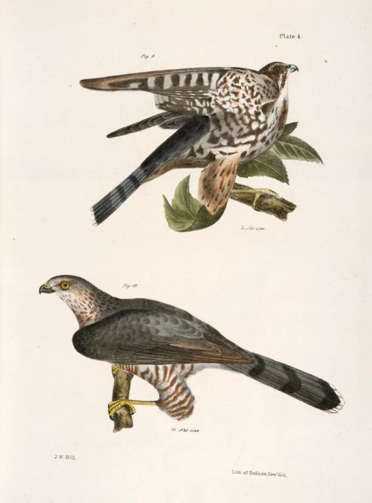 An illustration from Zoology of New York; or, The New York fauna [Series: Natural history of New York], 1842, leaf 39