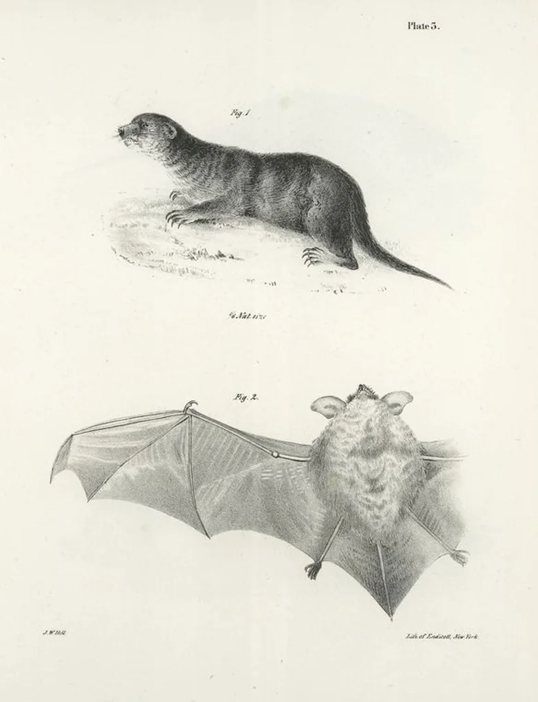 An illustration from Zoology of New York; or, The New York fauna [Series: Natural history of New York], 1842, leaf 4