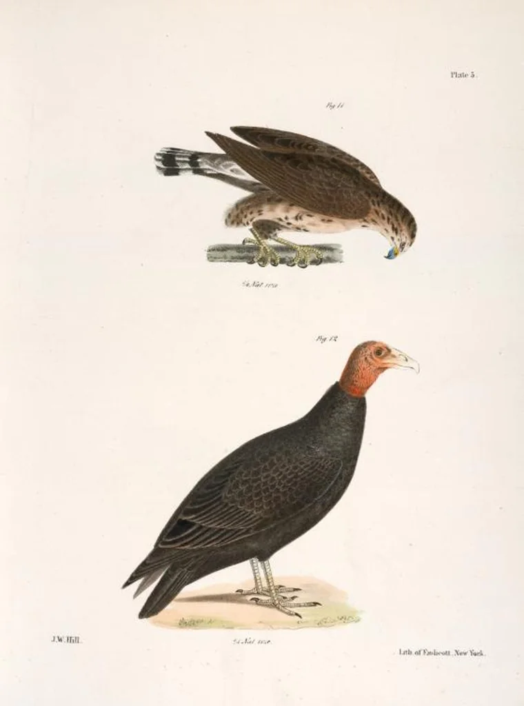 An illustration from Zoology of New York; or, The New York fauna [Series: Natural history of New York], 1842, leaf 40