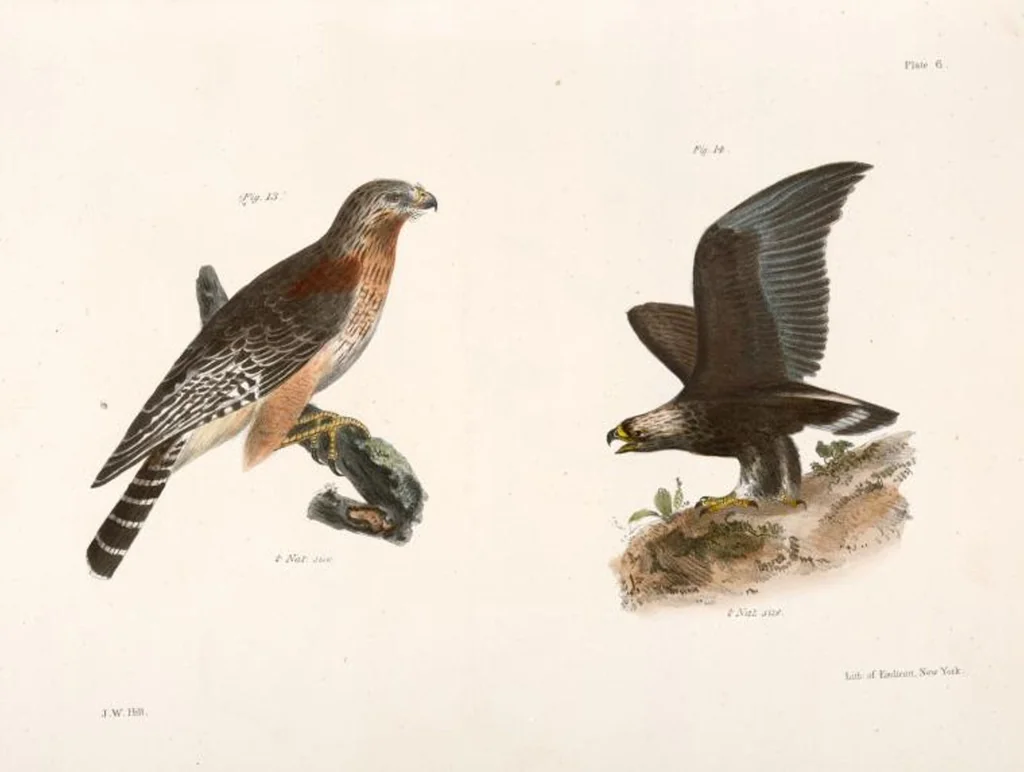 An illustration from Zoology of New York; or, The New York fauna [Series: Natural history of New York], 1842, leaf 41