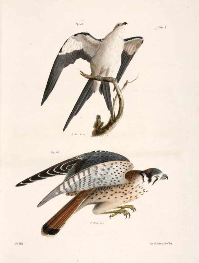 An illustration from Zoology of New York; or, The New York fauna [Series: Natural history of New York], 1842, leaf 42