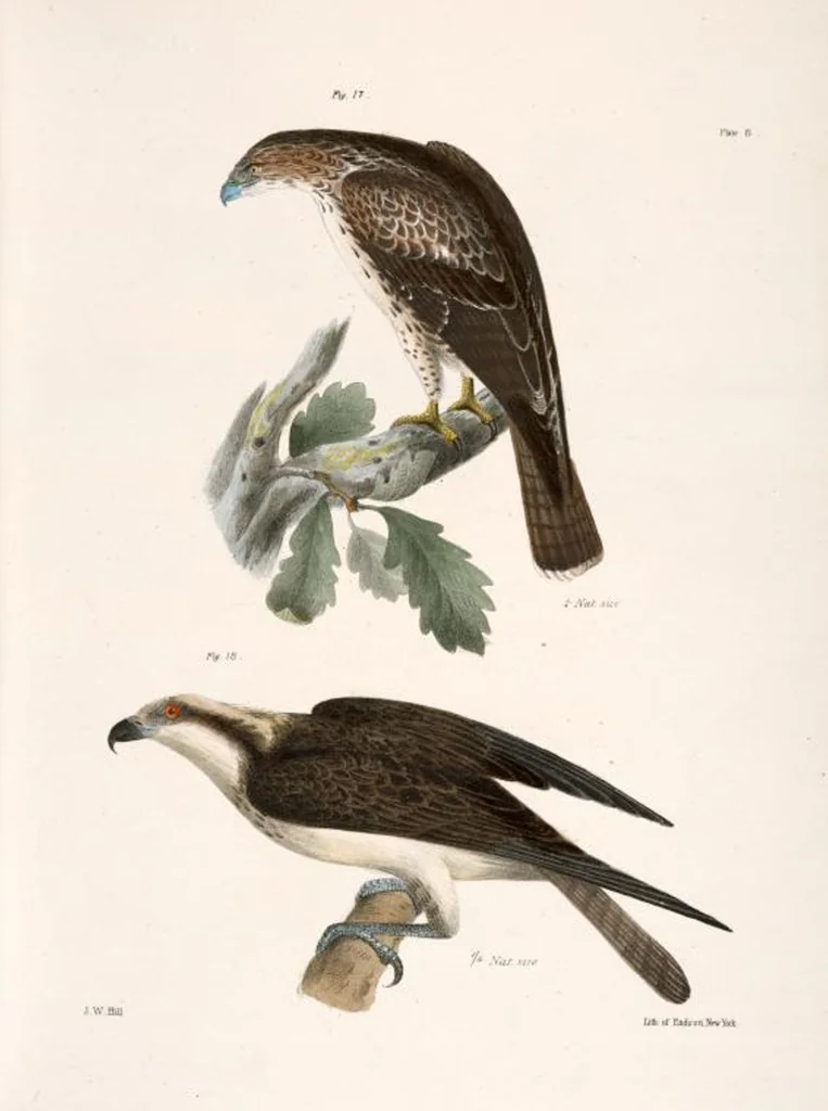 An illustration from Zoology of New York; or, The New York fauna [Series: Natural history of New York], 1842, leaf 43