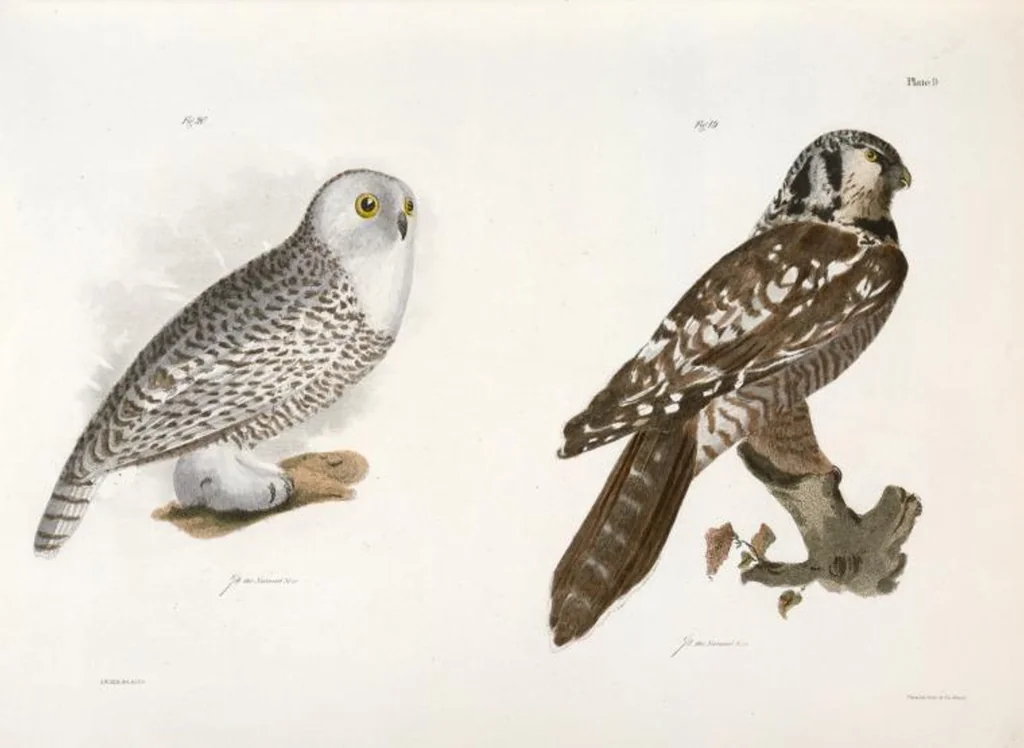 An illustration from Zoology of New York; or, The New York fauna [Series: Natural history of New York], 1842, leaf 44