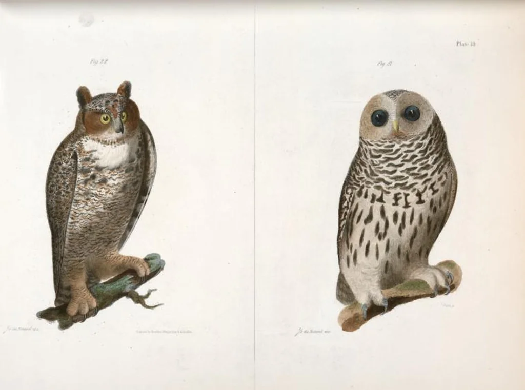 An illustration from Zoology of New York; or, The New York fauna [Series: Natural history of New York], 1842, leaf 45