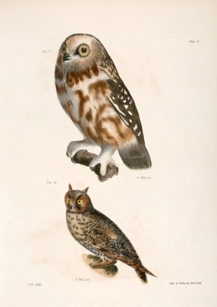 An illustration from Zoology of New York; or, The New York fauna [Series: Natural history of New York], 1842, leaf 46