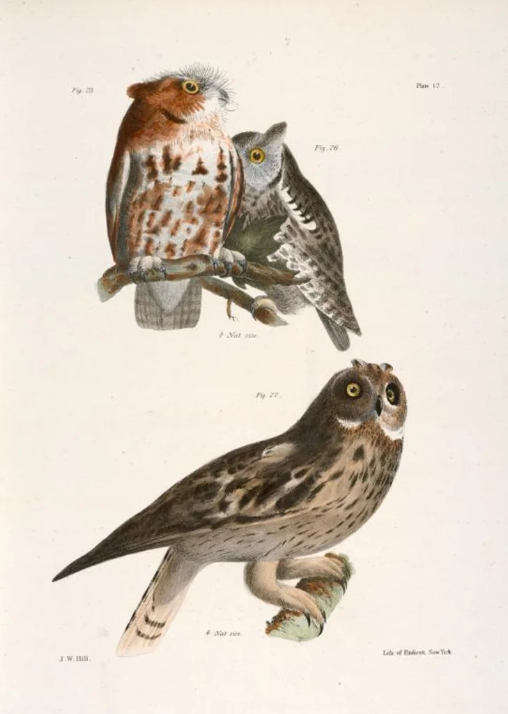 An illustration from Zoology of New York; or, The New York fauna [Series: Natural history of New York], 1842, leaf 47