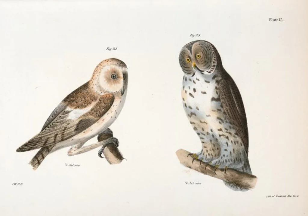 An illustration from Zoology of New York; or, The New York fauna [Series: Natural history of New York], 1842, leaf 48