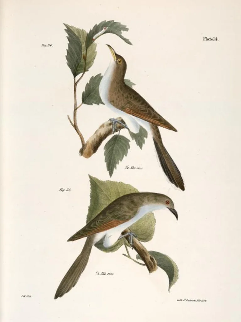 An illustration from Zoology of New York; or, The New York fauna [Series: Natural history of New York], 1842, leaf 49