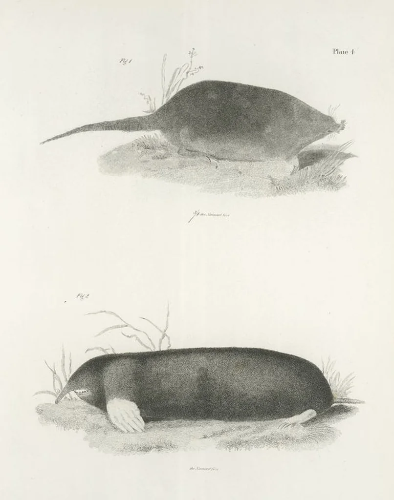 An illustration from Zoology of New York; or, The New York fauna [Series: Natural history of New York], 1842, leaf 5