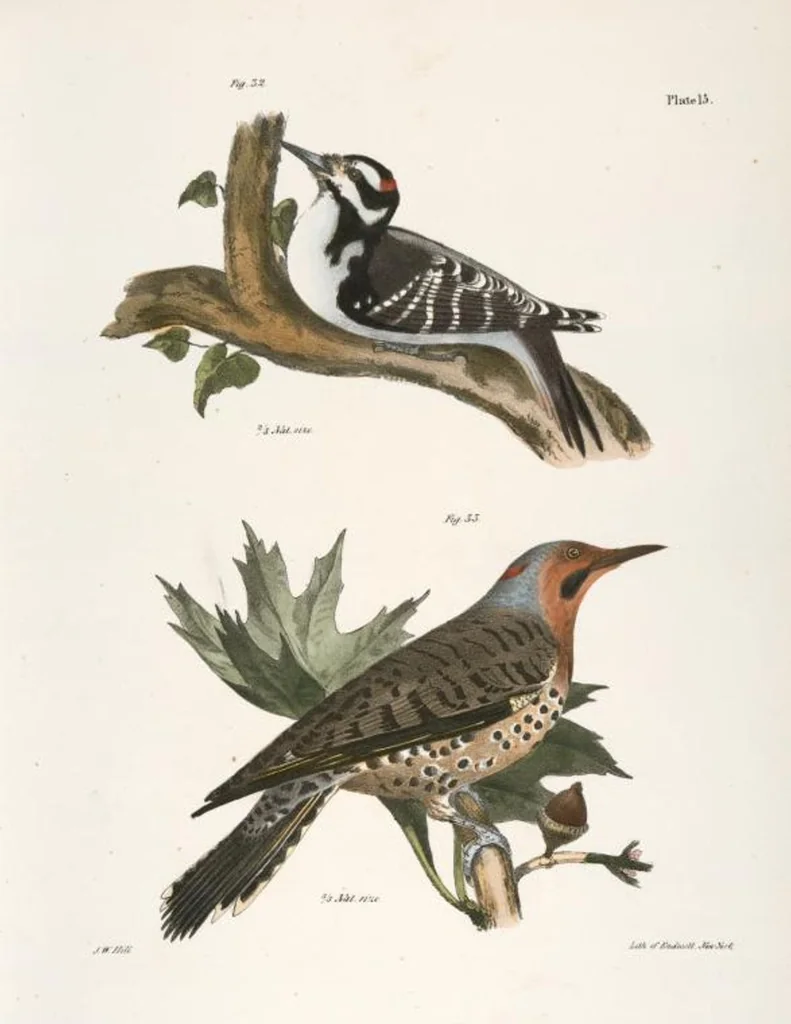 An illustration from Zoology of New York; or, The New York fauna [Series: Natural history of New York], 1842, leaf 50