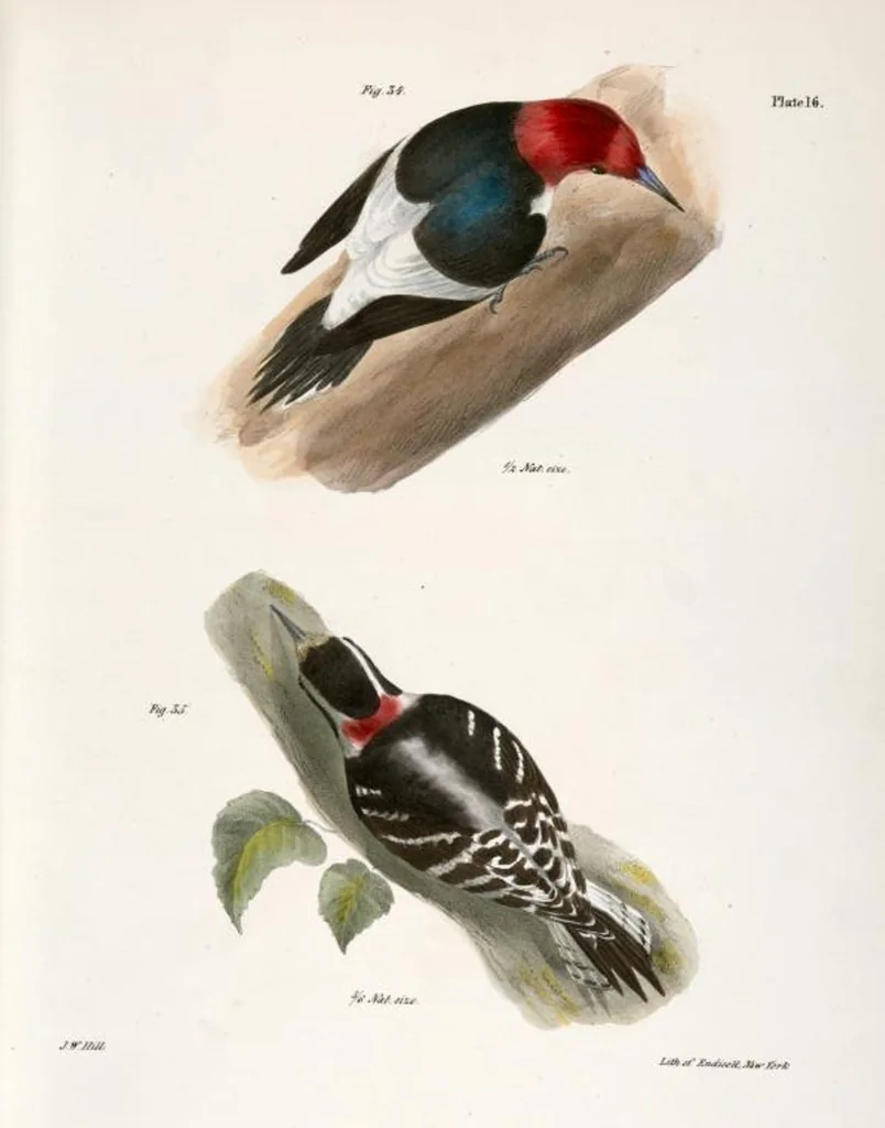 An illustration from Zoology of New York; or, The New York fauna [Series: Natural history of New York], 1842, leaf 51