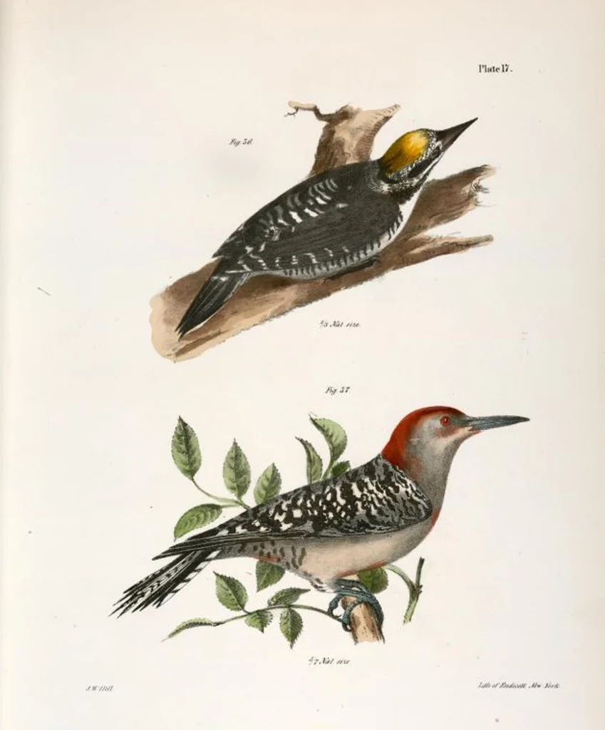 An illustration from Zoology of New York; or, The New York fauna [Series: Natural history of New York], 1842, leaf 52