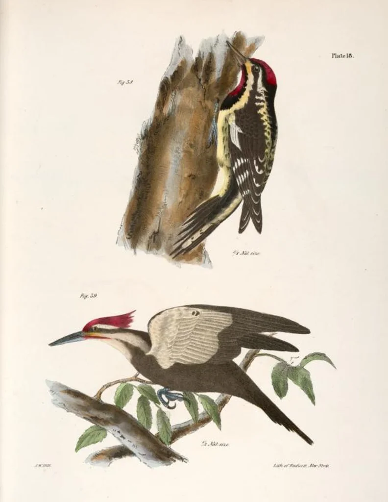 An illustration from Zoology of New York; or, The New York fauna [Series: Natural history of New York], 1842, leaf 53