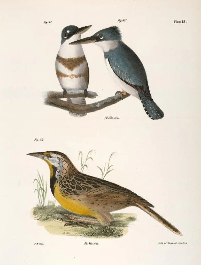 An illustration from Zoology of New York; or, The New York fauna [Series: Natural history of New York], 1842, leaf 54
