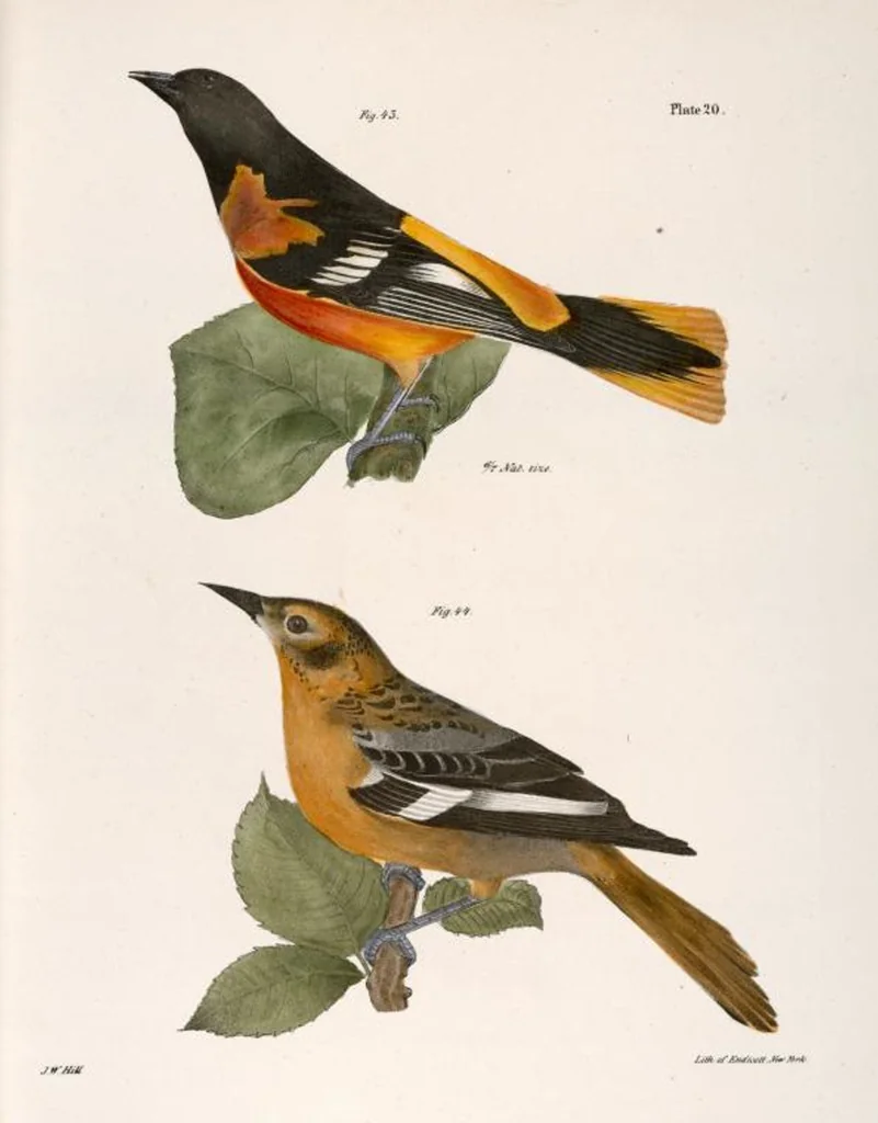 An illustration from Zoology of New York; or, The New York fauna [Series: Natural history of New York], 1842, leaf 55