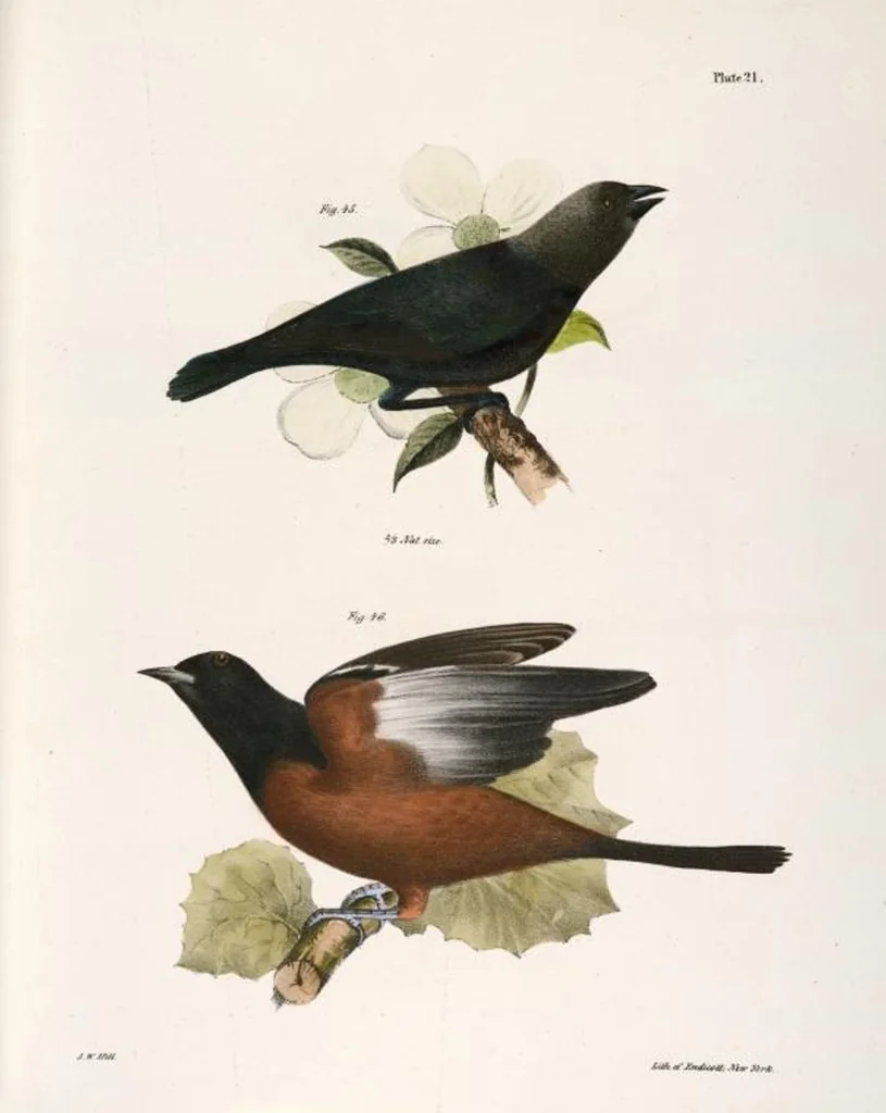 An illustration from Zoology of New York; or, The New York fauna [Series: Natural history of New York], 1842, leaf 56