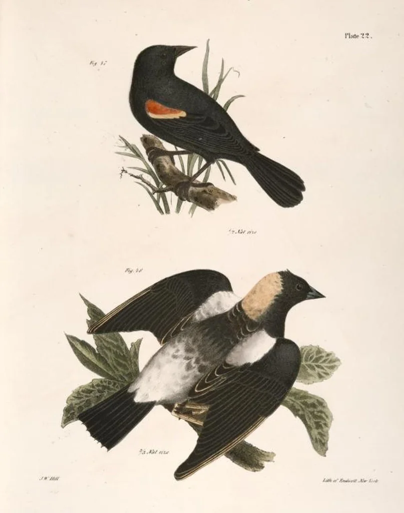 An illustration from Zoology of New York; or, The New York fauna [Series: Natural history of New York], 1842, leaf 57