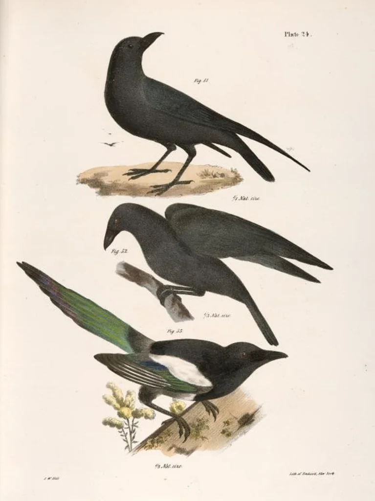An illustration from Zoology of New York; or, The New York fauna [Series: Natural history of New York], 1842, leaf 59