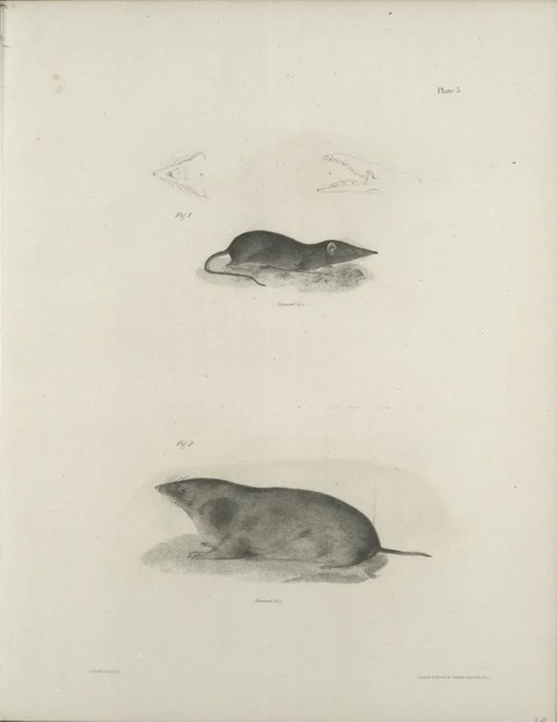 An illustration from Zoology of New York; or, The New York fauna [Series: Natural history of New York], 1842, leaf 6
