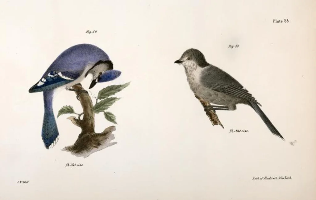 An illustration from Zoology of New York; or, The New York fauna [Series: Natural history of New York], 1842, leaf 60