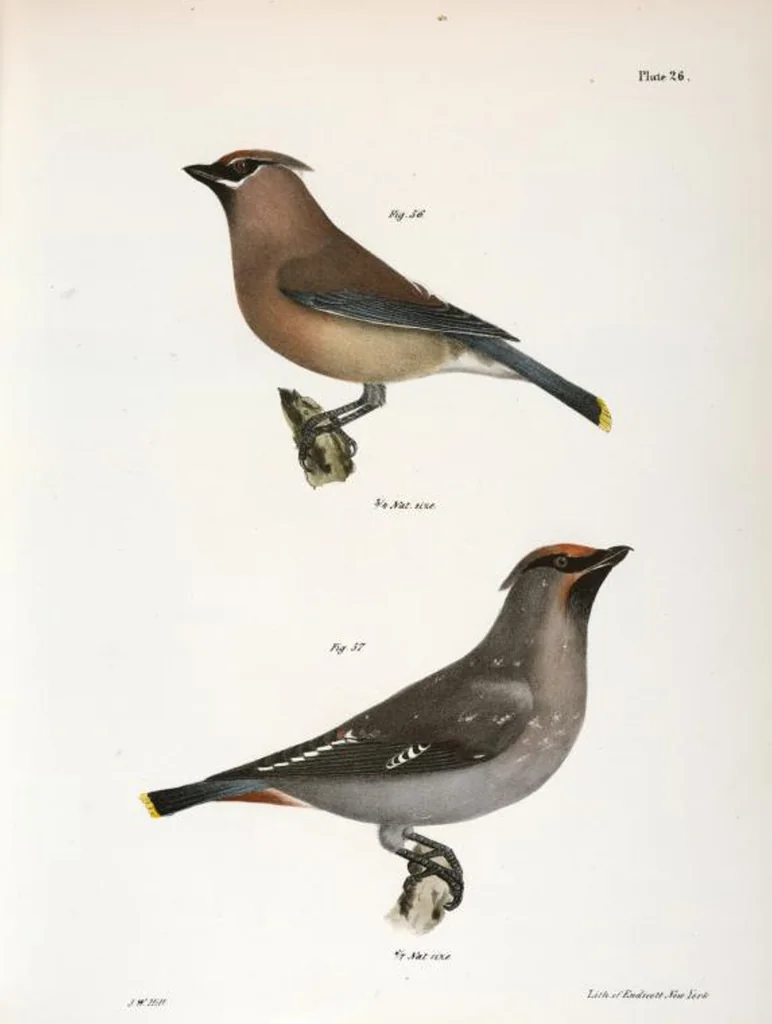 An illustration from Zoology of New York; or, The New York fauna [Series: Natural history of New York], 1842, leaf 61