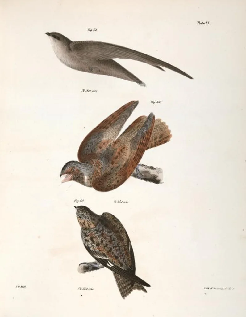 An illustration from Zoology of New York; or, The New York fauna [Series: Natural history of New York], 1842, leaf 62
